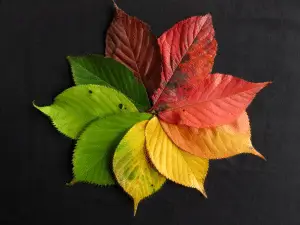 Les énergies de Automne - Reiki Soins Sarah