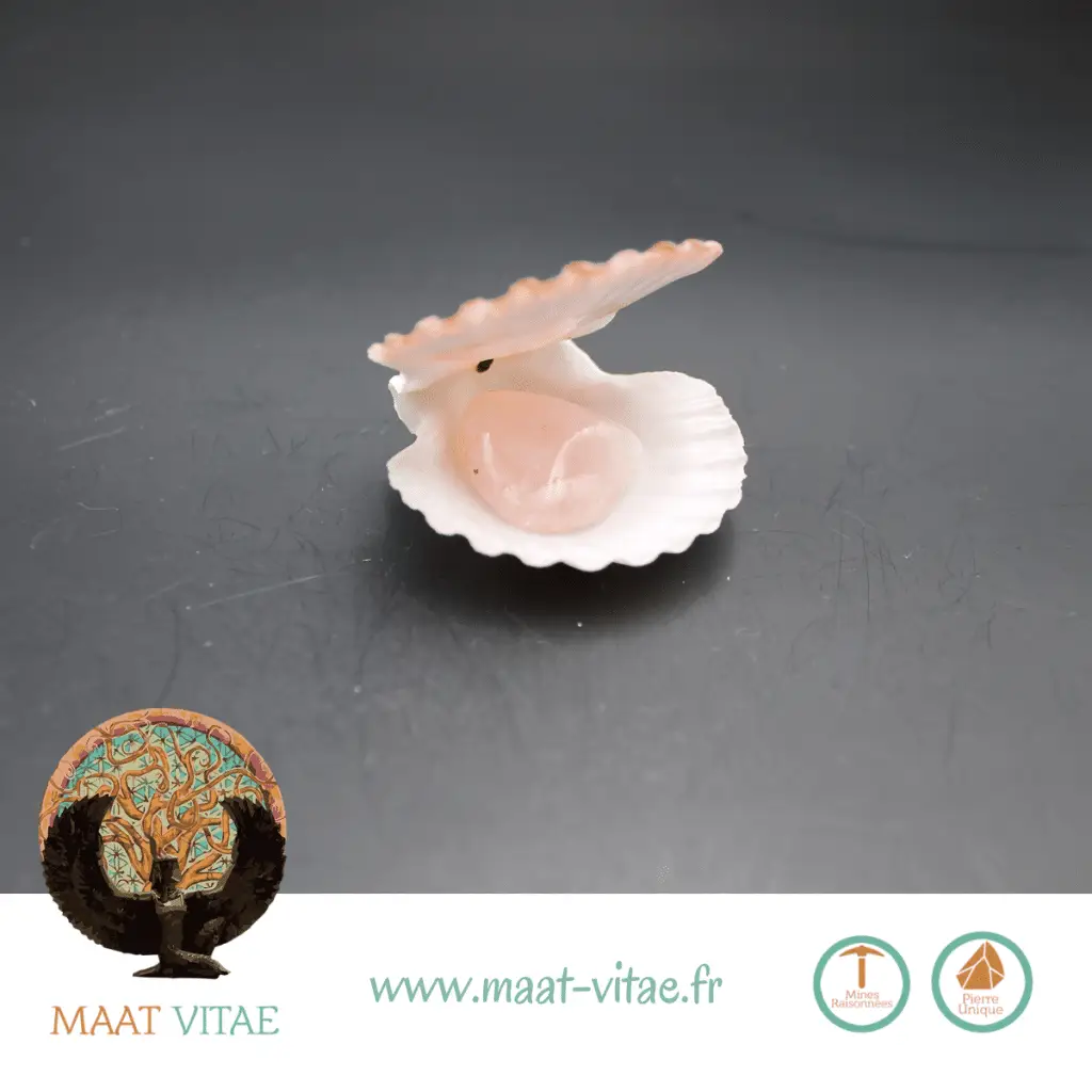 Quartz Rose dans une mini saint Jacques -Maât Vitae