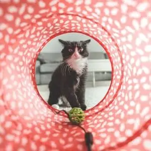 Retrouver votre animal
