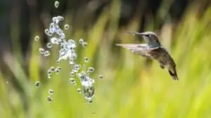 Colibri - Photo de Levi Jones